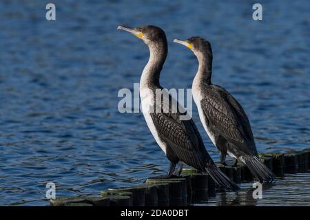 2 cormorano bianco (Phalacrocorax lucidus / Phalacrocorax carbo lucidus) all'isola di Intaka, a Città del Capo, Sud Africa. Mangiare pesce Foto Stock