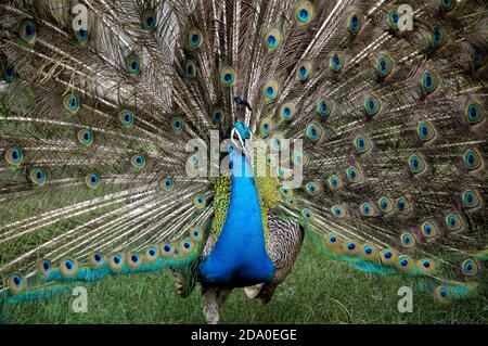 Peacock Bird sta ballando sul campo Foto Stock