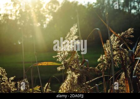 L'erba secca e non focalizzata soffia nel vento alla luce del tramonto, orizzontale, sfocata sullo sfondo. Fuori fuoco Foto Stock