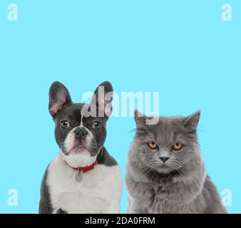 Dutful Bulldog francese che indossa il collare e British Long hair Cat guardare avanti seriamente su sfondo blu Foto Stock