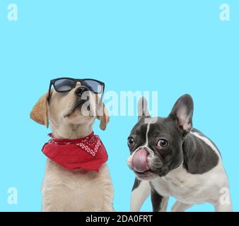 Bulldog francese leccando il naso e Labrador fresco Retriever indossare occhiali da sole e bandana su sfondo blu Foto Stock