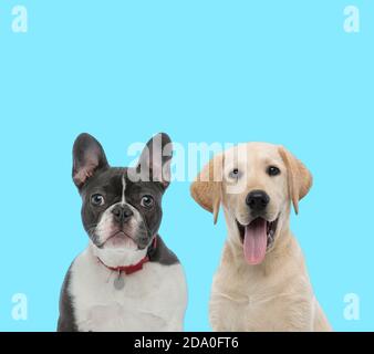 Dutiful Bulldog francese indossare colletto, guardando avanti e giocoso Labrador Retriever ansare su sfondo blu Foto Stock