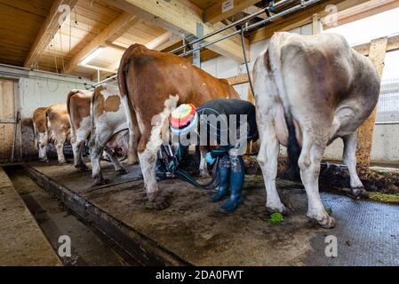 Dairymaid collega la mungitrice alle tettarelle sulla mammella di una vacca da latte, Ackernalm, Tirolo, Austria Foto Stock