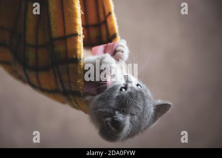 simpatico gatto shorthair britannico che gioca con le sue viscere mentre appeso in un panno su sfondo grigio Foto Stock