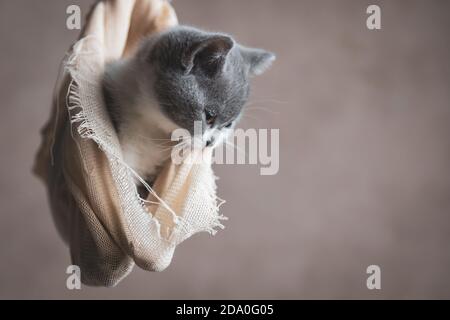 adorabile gatto britannico shorthair avvolto in un panno sta cercando giù e sentirsi triste su sfondo grigio Foto Stock