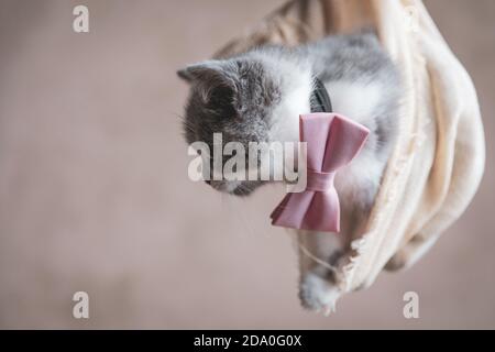 vista laterale di un simpatico gatto britannico shorthair che cerca di uscire da un panno su cui è stata avvolta sfondo grigio Foto Stock