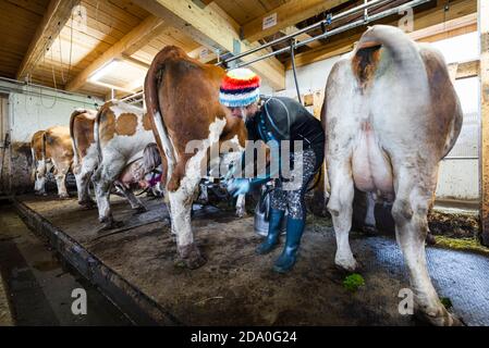 Dairymaid collega la mungitrice alle tettarelle sulla mammella di una vacca da latte, Ackernalm, Tirolo, Austria Foto Stock