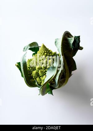 Cavolo Romanesco broccoli su sfondo bianco Foto Stock