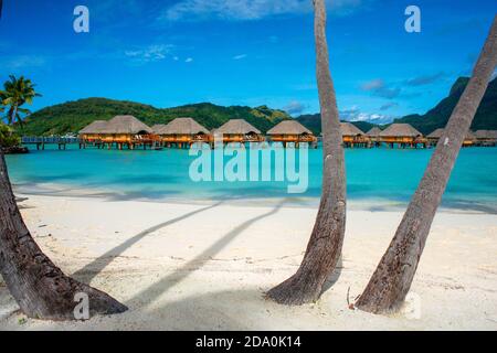 Palme sulla spiaggia di le Bora Bora by Pearl Resorts resort di lusso a motu Tevairoa isola, un piccolo isolotto nella laguna di Bora Bora, Società Isole, Foto Stock