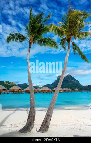 Palme sulla spiaggia di le Bora Bora by Pearl Resorts resort di lusso a motu Tevairoa isola, un piccolo isolotto nella laguna di Bora Bora, Società Isole, Foto Stock