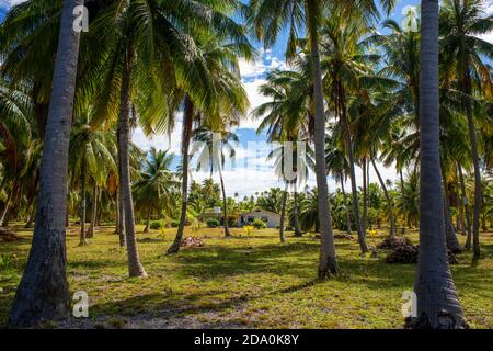 Palme tropicali a Fakarava, Arcipelago Tuamotus Polinesia Francese, Isole Tuamotu, Sud Pacifico. Foto Stock