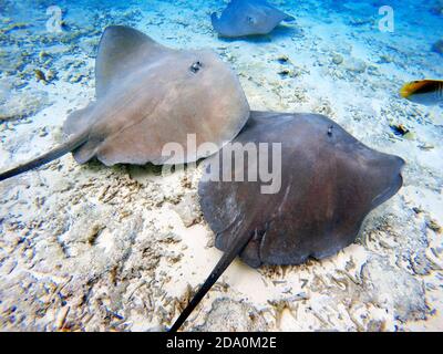 Sting rays in acque poco profonde del Bora Bora Lagoon, Moorea, Polinesia francese Isole della Società, South Pacific. Cook's Bay. Foto Stock