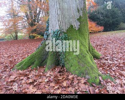 Un tappeto di foglie d'autunno copre il terreno sotto questo tronco di albero coperto di muschio nei terreni della casa di Rousham. Foto Stock