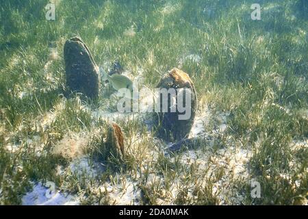 Sarpa salpa, comunemente conosciuta come pesce sognante, salema, porgy salema, orata di mucca o orlata che nuotano nelle acque poco profonde del mare. Sullo sfondo un pina nobi Foto Stock