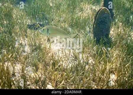 Sarpa salpa, comunemente conosciuta come pesce sognante, salema, porgy salema, orata di mucca o orlata che nuotano nelle acque poco profonde del mare. Sullo sfondo un pina nobi Foto Stock