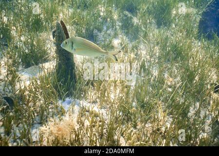 Sarpa salpa, comunemente conosciuta come pesce sognante, salema, porgy salema, orata di mucca o orlata che nuotano nelle acque poco profonde del mare. Sullo sfondo un pina nobi Foto Stock