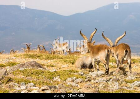 P. N. de Guadarrama, Madrid, Spagna. Vista posteriore di mandria di capre di montagna selvatiche maschili che camminano verso la valle in estate. Foto Stock