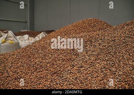 molti sacchetti con semi di grano fresco immagazzinati in deposito in stabilimento di fabbrica Foto Stock