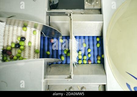 Vista dall'alto delle olive verdi fresche poste sul trasportatore di smistamento su fabbrica moderna Foto Stock