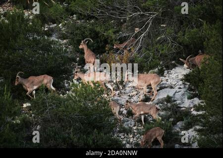 Mandria di pecora barbarica che sale su una montagna rocciosa con cespugli e arbusti di giorno Foto Stock