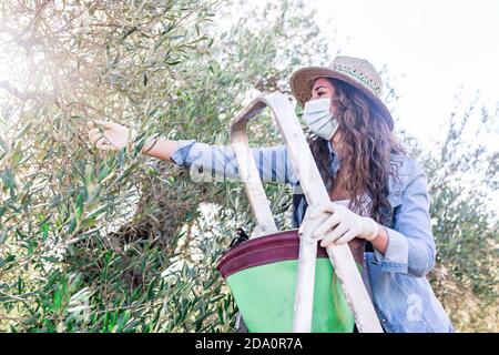 Da sotto di giovane agricoltore femminile in maschera di protezione raccolta olive mature su albero in campo Foto Stock