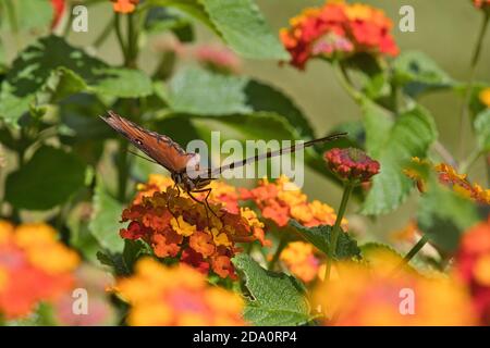 Vista voyeuristica di un golfo dai colori vivaci che si nutrono di farfalle arancioni e gialle. Foto Stock