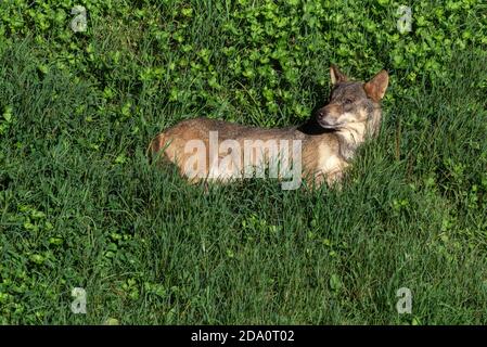 Allerta lupo iberico selvaggio o Canis lupus signatus in piedi tra erba verde in natura Foto Stock