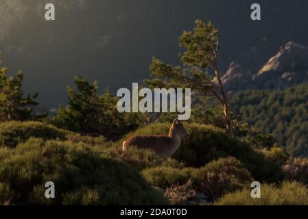 Singola capra di montagna selvaggia che si erge su verde collina erbosa in highlands nel giorno d'estate Foto Stock