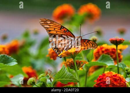 Macro colorata vista dal basso di un golfo fritellario che si nutrono di un fiore arancione. Foto Stock