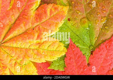 Le gocce di pioggia si raccolgono su colorate foglie di acero Acer cirminatum in autunno; Mount Rainier National Park, Washington Foto Stock