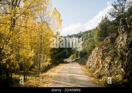 Vuota strada asfaltata che attraversa una lussureggiante foresta con fogliame colorato nella soleggiata giornata autunnale in campagna Foto Stock