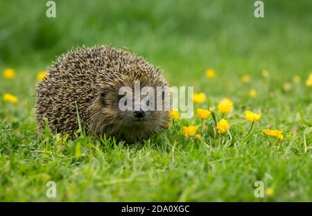 Hedgehog (nome scientifico: Erinaceus Europaeus) riccio selvatico, nativo, europeo in primavera con coppe di glutine gialle e erba verde. Primo piano. Foto Stock