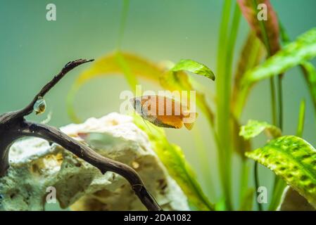 Gourami di miele Trichogaster chuna pesce tropicale acquario in serbatoio di pesce. Pesce maschio colorato. Foto Stock