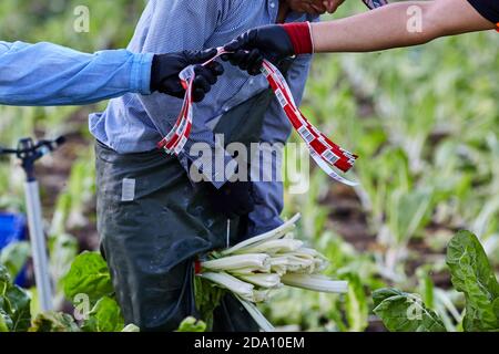 Vista laterale di coltivatori irriconoscibili di raccolto che usano nastri per fare mazzi di lattuga fresca mentre raccogliendo raccolto in campagna Foto Stock