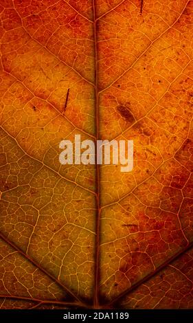 Macro sfondo di foglia secca autunno colorato Foto Stock