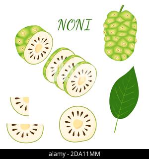 Set di morinda, frutta noni, supercibo, isolato su sfondo bianco. Cibo sano e biologico. Illustrazione di cartoni animati vettoriali. Illustrazione Vettoriale