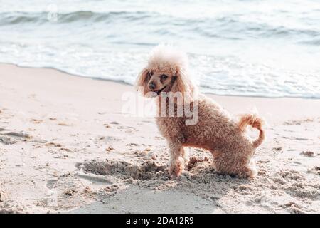 Il cane da poodle dai capelli rossi si siede e guarda nella macchina fotografica sulla spiaggia vicino al mare in una giornata di sole Foto Stock