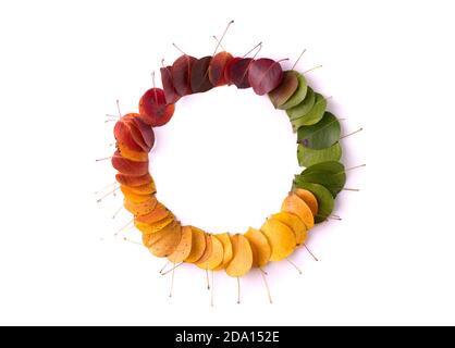 Sfumatura rotonda da foglie di cornice verdi a rosse. Autunno stagionale sfondo buono per poster di vendita stagione. Foto Stock