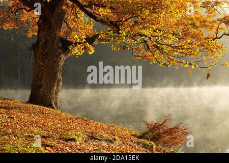 Albero all'alba, sulla riva del lago Foto Stock