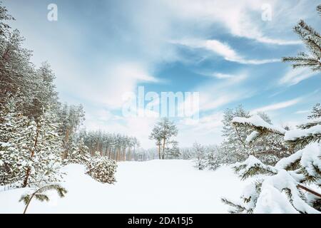Pineta innevata. Alberi ghiacciati Frozen Trunks Woods in Inverno Snowy Coniferous Forest Landscape Foto Stock