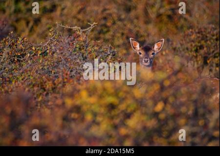 Primo piano di cervi sika o Cervus nippon nella foresta autunnale Foto Stock