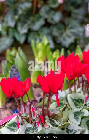 piante e fiori di ciclamino rosso in vendita in un centro di grden che vende fiori, piante e arbusti Foto Stock