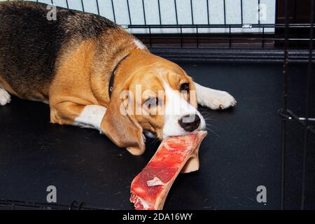 Un giovane Beagle brilla un osso reale con la carne. Foto Stock