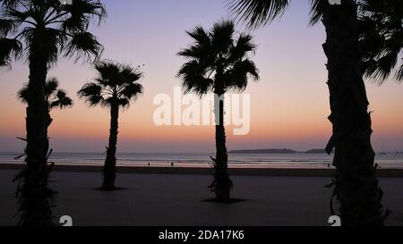 Silhouette di alte palme sulla spiaggia di Tagharte sull'Oceano Atlantico a Essaouira, Marocco, Africa dopo il tramonto con scolorito cielo arancione. Foto Stock