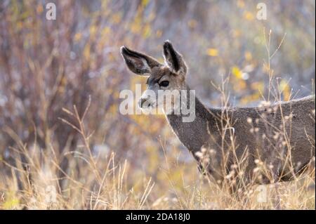 Capriolo giovane nella foresta in autunno a Grand Parco nazionale di Teton Foto Stock