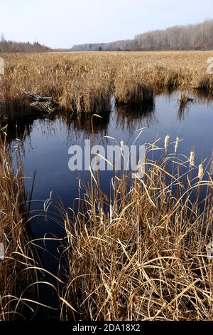 Corride e lago presso il Mer Bleue Bog, una zona umida di importanza internazionale, Ottawa, Ontario, Canada. Foto Stock