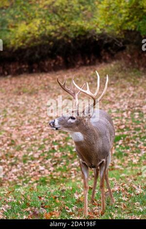 Arricciamento del labbro del buck del cervo dalla coda bianca durante la rut in caduta Foto Stock