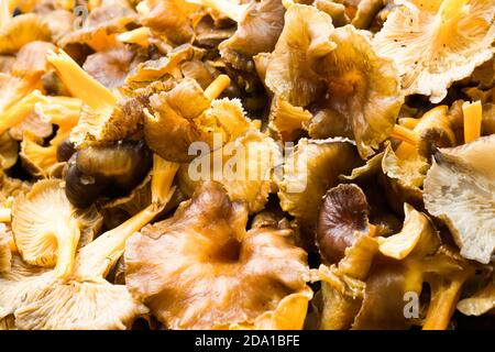 Funghi di foresta, chanterelle invernali (Craterellus tubaeformis) in una padella durante la caduta. Foto Stock
