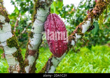 Frutti rossi di cacao maturi nella foresta pluviale amazzonica, regione del parco nazionale di Yasuni, Ecuador. Foto Stock