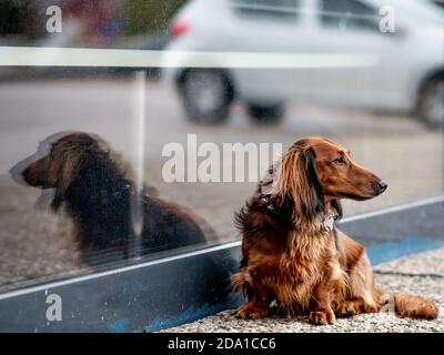 Dachshund cane è in attesa di fronte alla vetrina Foto Stock